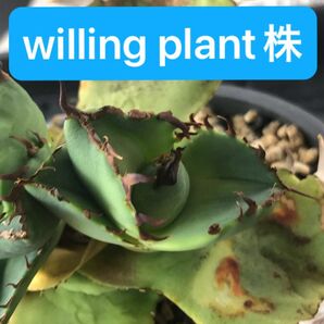 アガベ チタノタ 蟹 カニ willing plant株 胴切り天芽 オテロイ 優良血統 OC株 子株
