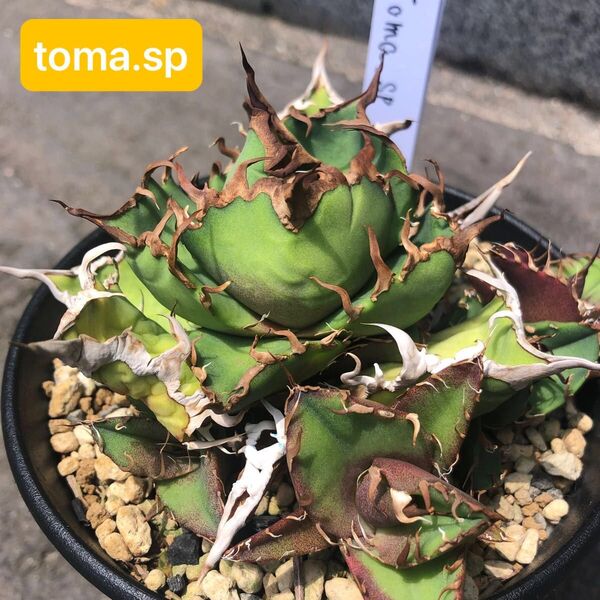 ⑤希少 アガベ チタノタ toma.sp 胴切り子株 クラシックシーザー オテロイ