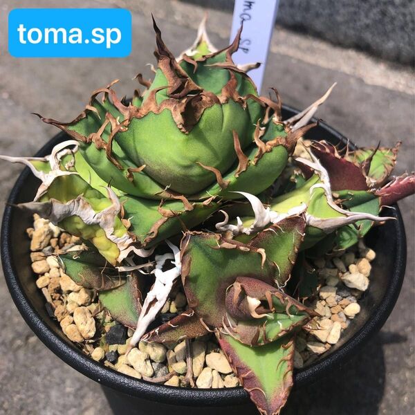 ③希少 アガベ チタノタ toma.sp 胴切り子株 クラシックシーザー オテロイ