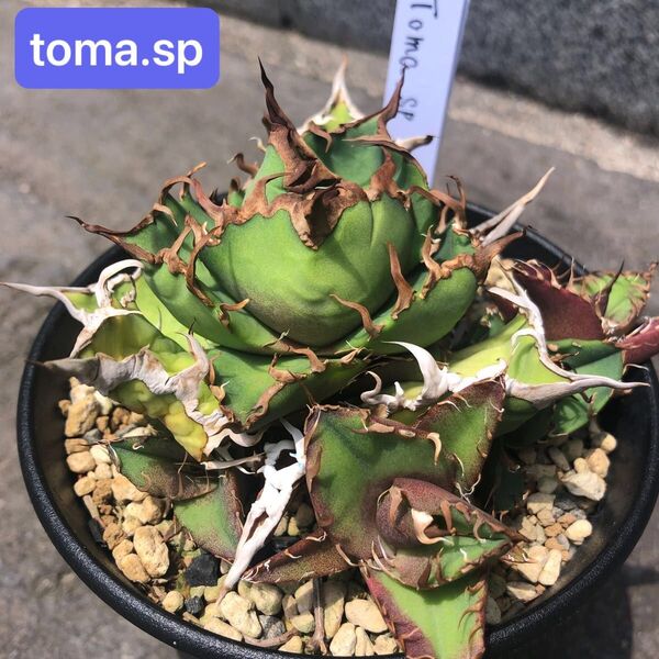 ②希少 アガベ チタノタ toma.sp 胴切り子株 クラシックシーザー オテロイ