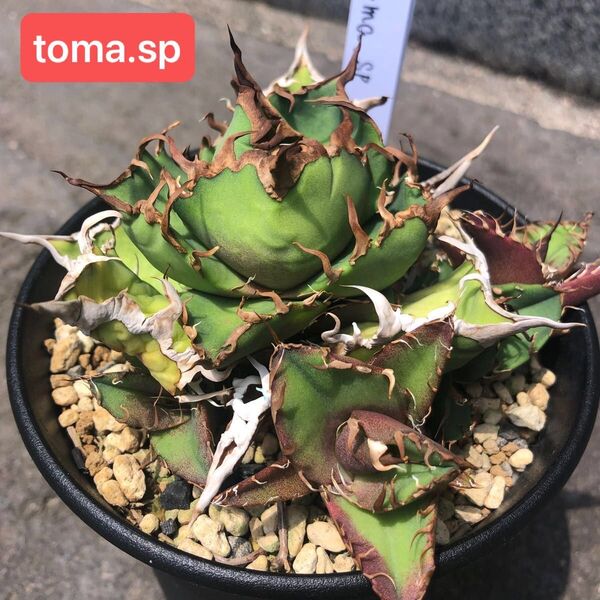 ①希少 アガベ チタノタ toma.sp 胴切り子株 クラシックシーザー オテロイ