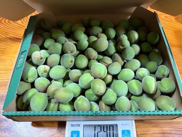 小梅 限定一名様 コンパクト常温 明日発送 小梅