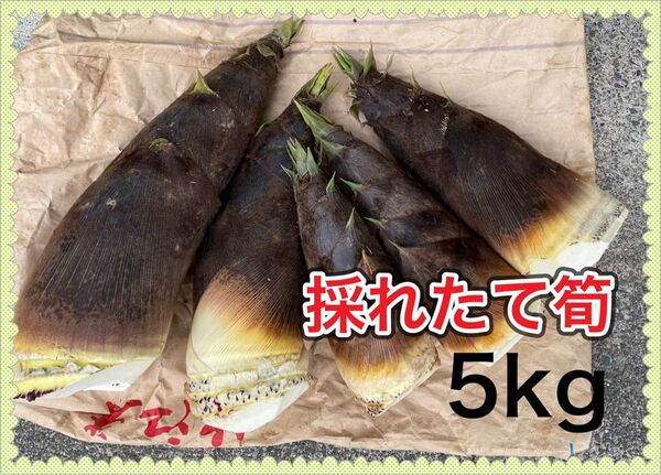 滋賀産 採れたて筍 5kg 産地直送ぬか付 天然物 やわらかい タケノコ 美味しい 大ぶり