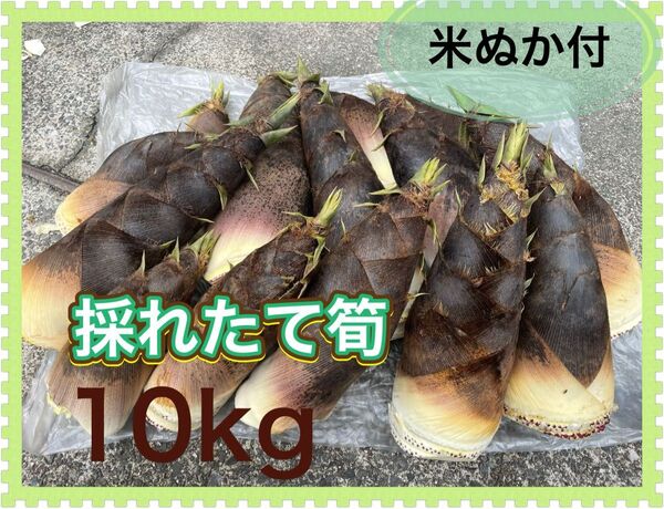 滋賀産 産地直送 採れたてをお届け.孟宗筍 肉厚 タケノコ 大ぶり やわらかい 新鮮