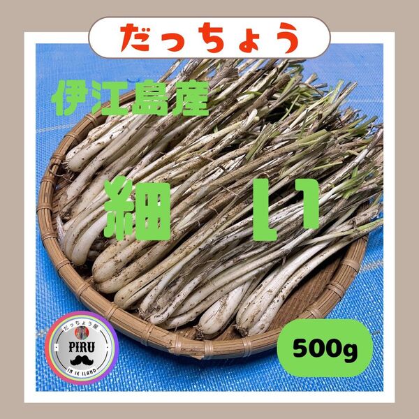 500g 細い 伊江島産 島らっきょう 土付き 葉っぱ少ない