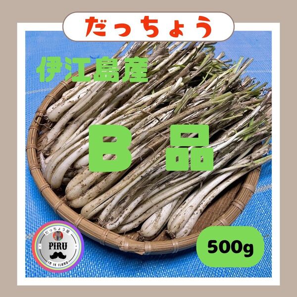 500g B品 伊江島産 島らっきょう多めに土付き、葉っぱ無し