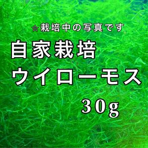 ウィローモス ウイローモス 水草 無農薬 産卵床