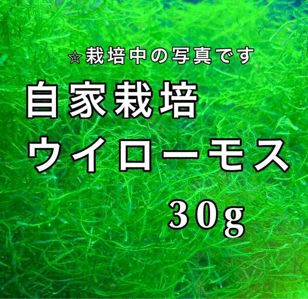 ウィローモス ウイローモス 30-40g 無農薬 産卵床 水草
