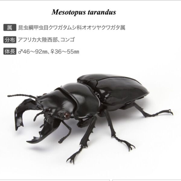 いきもの大図鑑 くわがた タランドゥスオオツヤクワガタ
