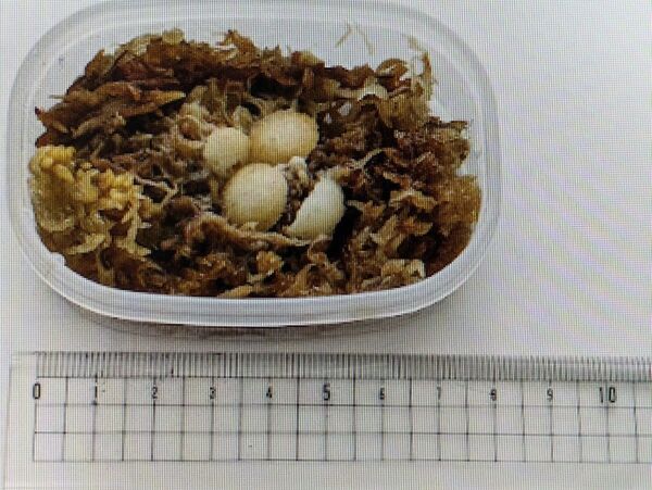 グリンダルワーム+餌付き 1個セット 熱帯魚 小魚等 めだか 生き餌