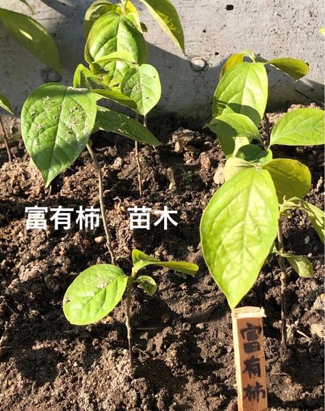 観葉植物 果樹 富有柿 苗木 サイズ10〜15cm程度 3株 無農薬
