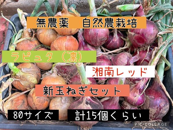 【N・T菜園】自然農栽培 新玉ねぎセット 神奈川県湘南地域産 詳細は写真と商品説明をご参照下さい*価格相談ご遠慮下さい*