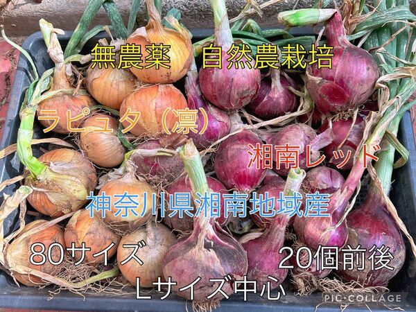 【N・T菜園】自然農栽培 新玉葱セット 神奈川県湘南地域産 *価格相談ご遠慮下さい*