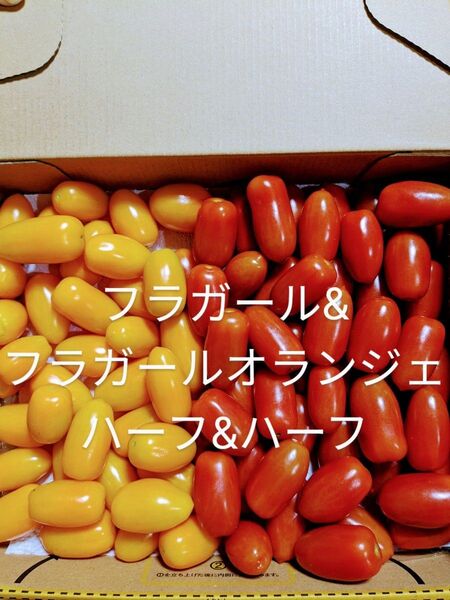 ミニトマト フラガールハーフ&ハーフ 1kg