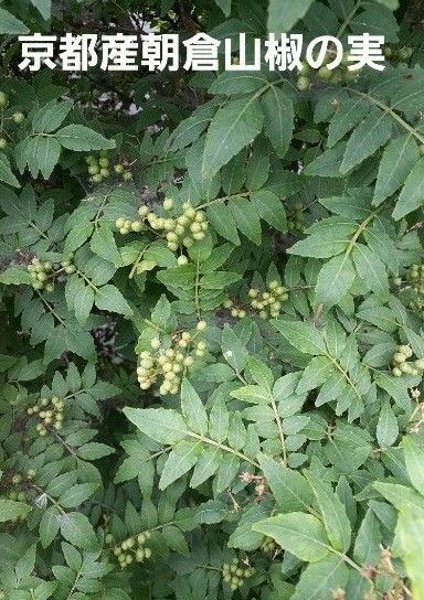 京都産 無農薬 朝倉山椒の実 300g