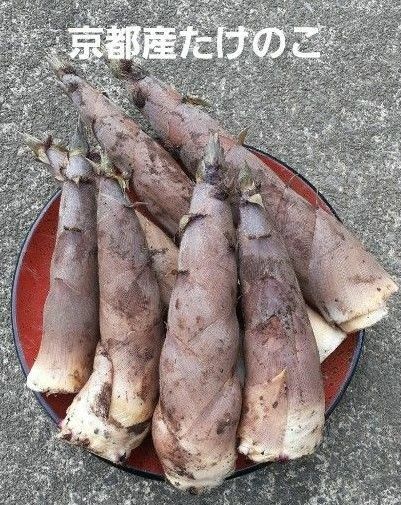 京都産 無農薬朝掘り採れたてたけのこ約2キロ