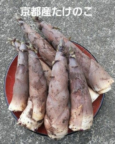 京都産 無農薬 朝掘り採れたてたけのこ約3キロ