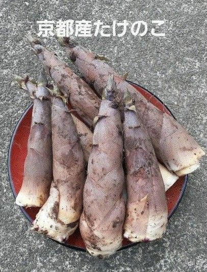 京都産 無農薬 朝掘り採れたてたけのこ約2キロ