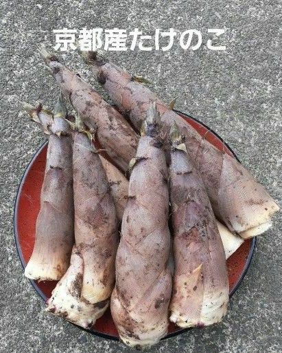 京都産 無農薬 朝掘り採れたてたけのこ約2キロ
