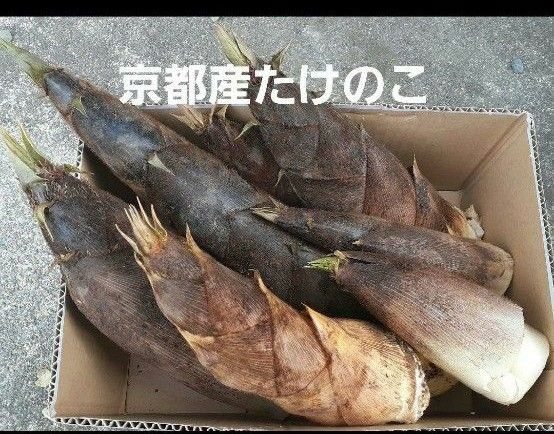 京都府産 無農薬 朝掘り採れたてたけのこ約3キロ
