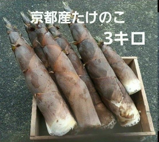 京都府産 無農薬朝掘り採れたてたけのこ約3キロ