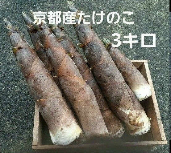京都産 無農薬 朝掘り採れたてたけのこ約3キロ