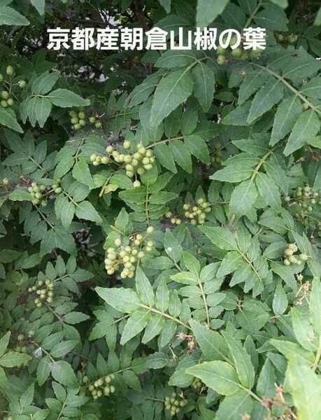京都産 無農薬朝倉山椒の葉っぱ 100枚