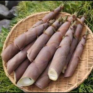 淡竹 破竹 1.5キロ 初物