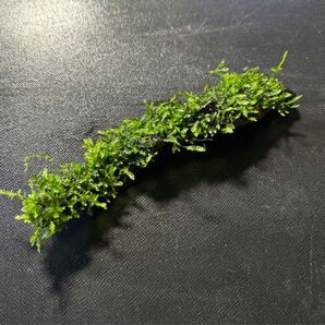 流木 ウィローモス付き 無農薬 アクアリウム用
