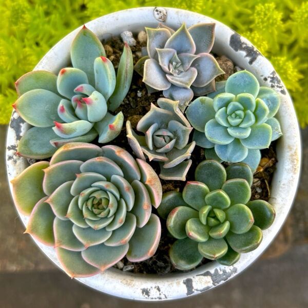 多肉植物 寄せ植え 6種 エケベリアなど