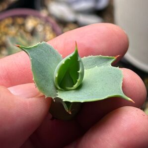 アガベ・イシスメンシス(Agave isthmensis)カキコ