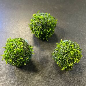 ウィローモス ボール 溶岩石付き 3個 無農薬