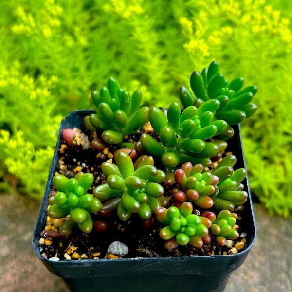 多肉植物 セダム 虹の玉 抜き苗 1ポット