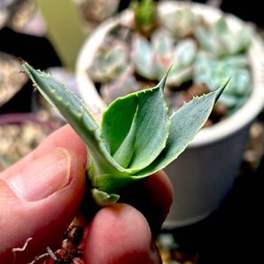 アガベ 風雷神錦(Agave potatorum ‘Variegata’) 子株 発根済み