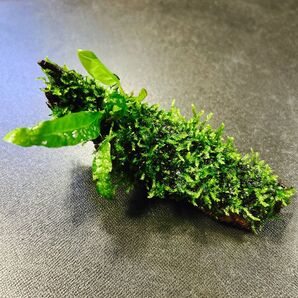 流木 ウィローモスとミクロソリウム付き 無農薬