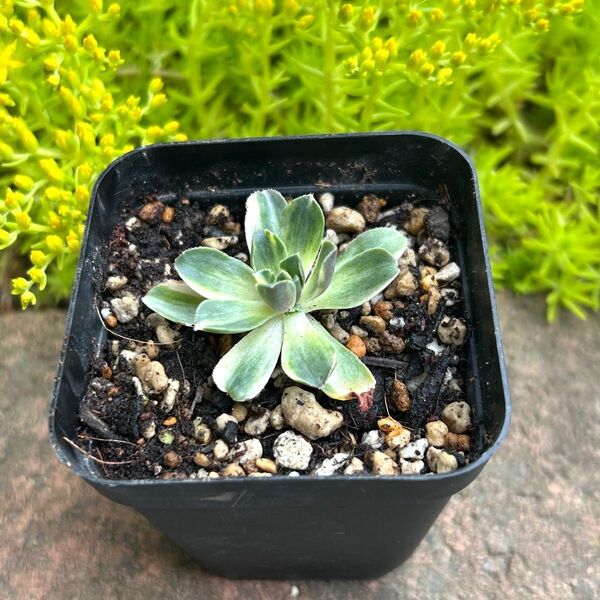 多肉植物 アエオニウム 愛染錦 抜き苗 1ポット