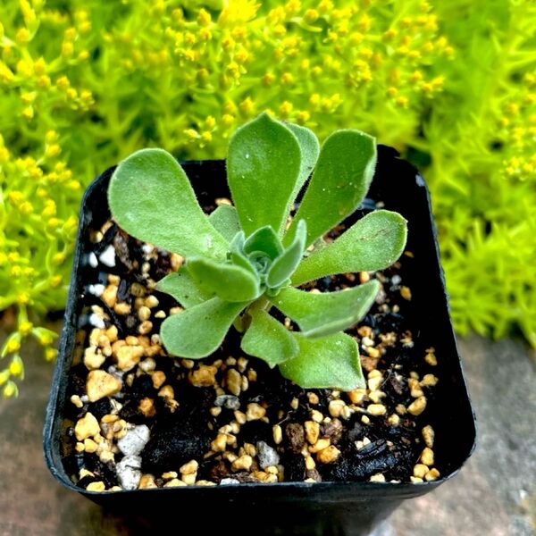 多肉植物 アエオニウム レモネード 抜き苗 1ポット