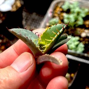 アガベ チタノタ ブラックアンドブルー(Agave titanota ‘Black and Blue’)カキコ 子株