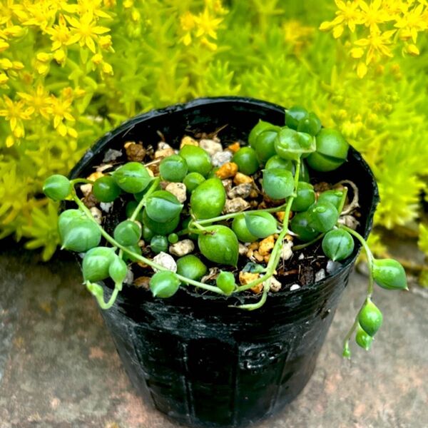 多肉植物 グリーンネックレス 抜き苗 1ポット