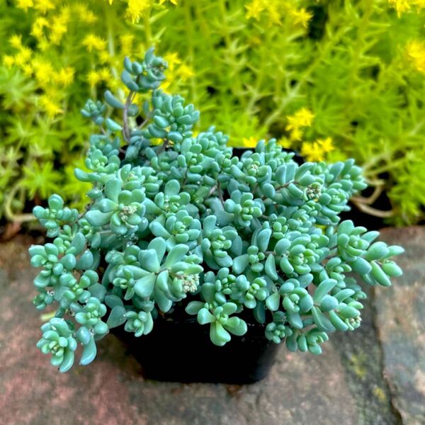 多肉植物 セダム パープルヘイズ 抜き苗 1ポット 現品