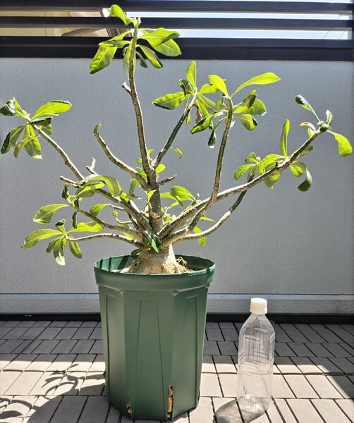 アデニウムソマレンセ 塊根周り約33cm コーデックス