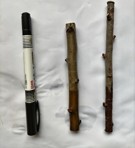プルーン2品種 挿し穂 穂木 挿し木用の枝