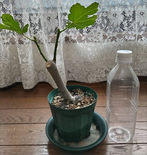 イチジク アーティナ 挿し木苗 たくさん実がなる 初心者でも実を楽しめる品種 4号ポット