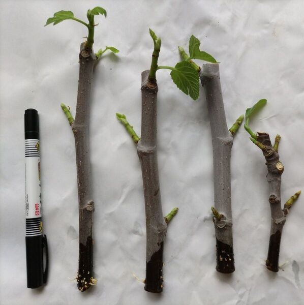 イチジク グリスビファレ 発根発芽した苗