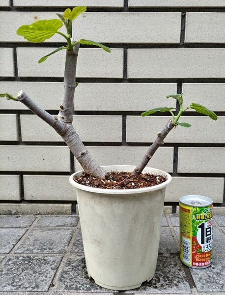 イチジク グリスビファレ 6年目の苗