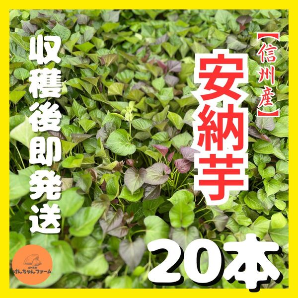 【信州産】元気もりもり苗(安納芋)