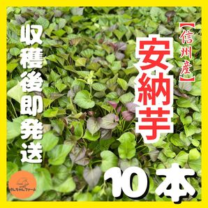 【信州産】元気もりもり苗(安納芋)