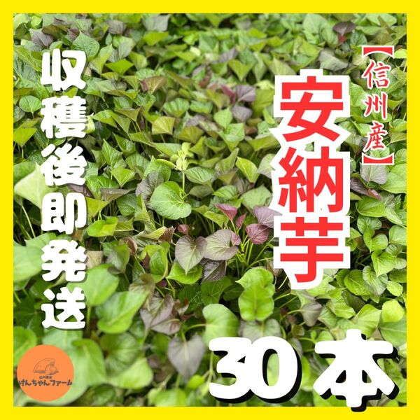 【信州産】元気もりもり苗(安納芋)