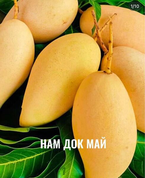 【タイ産最高級】マンゴー 4玉