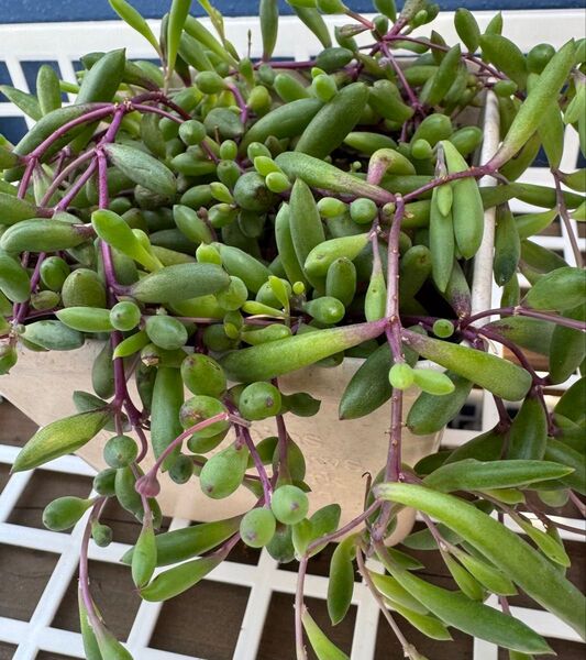 ルビーネックレス★多肉植物カット苗
